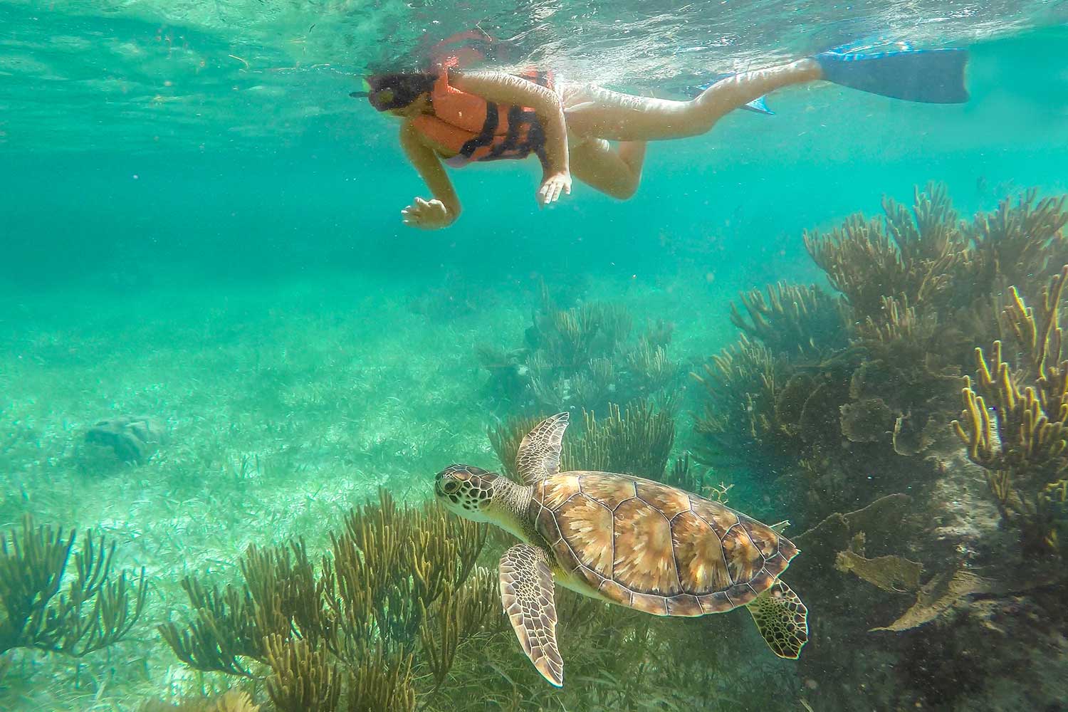 Snorkel at Puerto Morelos